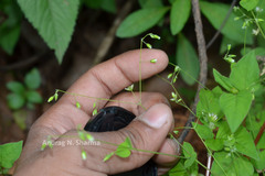Arenaria serpyllifolia